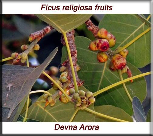 Ficus religiosa fruit